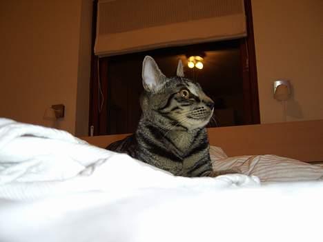 Huskat Tiger - skygger på væggen :-) billede 7