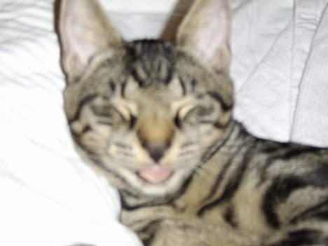 Huskat Tiger - ihh du bliver ved mor!! billede 8