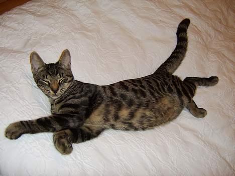 Huskat Tiger - Min seng :-) billede 9