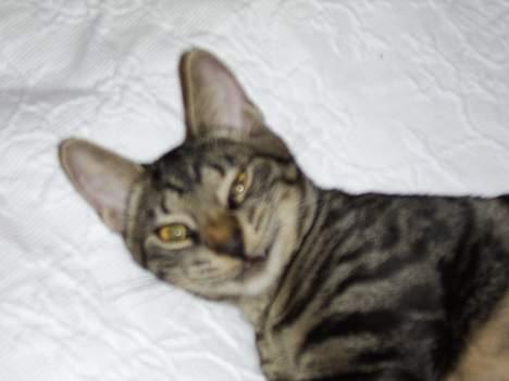 Huskat Tiger - kom ikke for tæt på  billede 10