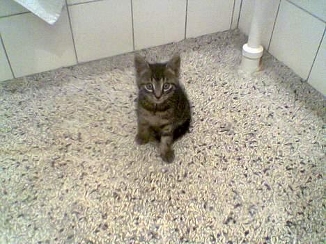 Huskat Tiger - Se hvor lille jeg er, kun 10 uger gammel....  billede 11