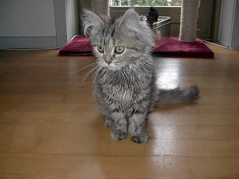 Blanding af racer Gucci billede 10