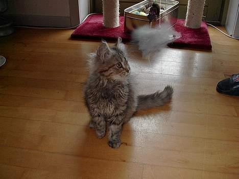 Blanding af racer Gucci billede 11