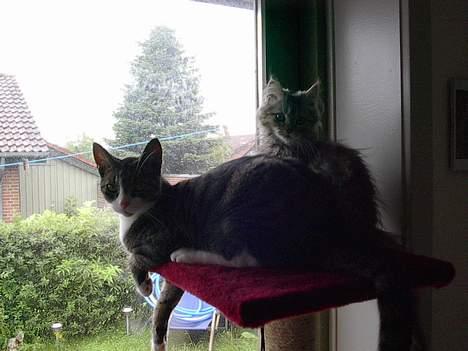 Blanding af racer Gucci - Balou og Gucci billede 12