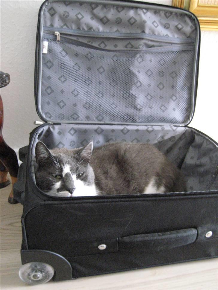 Huskat Simba - Simba vil også med på ferie :D billede 9