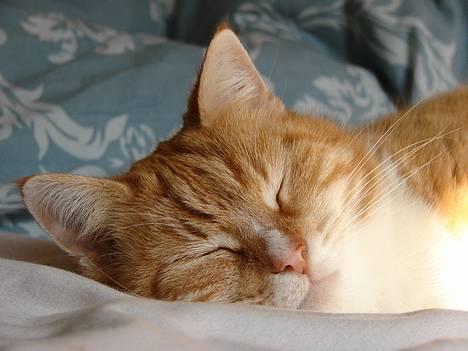 Huskat mismis *RIP* billede 1