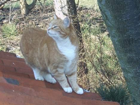 Huskat mismis *RIP* billede 2