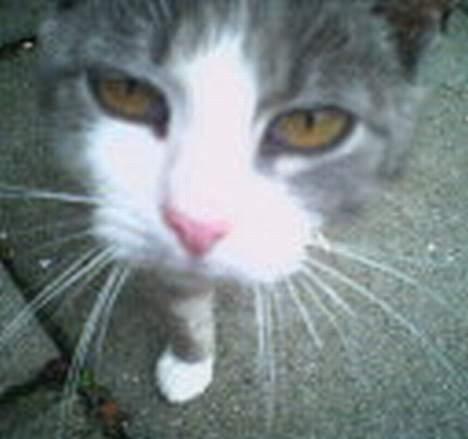 Huskat Gismo billede 3