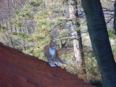 Huskat mismis *RIP* billede 3