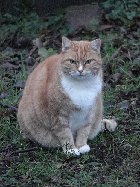 Huskat mismis *RIP* billede 4