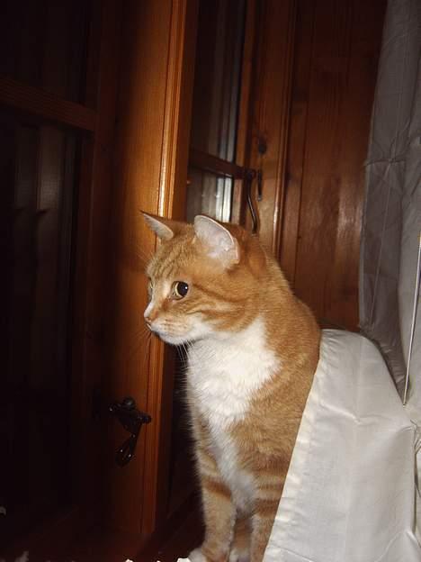 Huskat mismis *RIP* billede 5