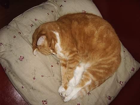 Huskat mismis *RIP* billede 6