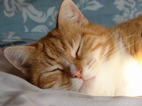 Huskat mismis *RIP* billede 7