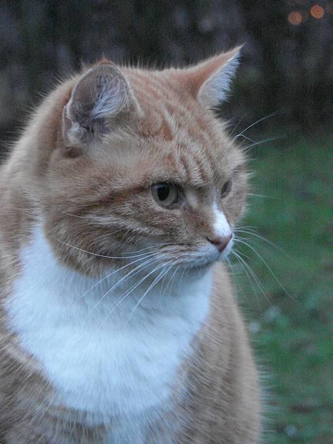 Huskat mismis *RIP* billede 8