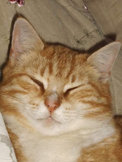 Huskat mismis *RIP* billede 9