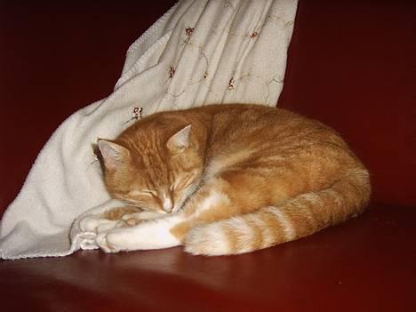 Huskat mismis *RIP* billede 10