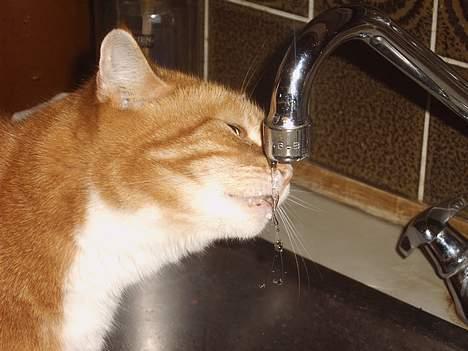 Huskat mismis *RIP* billede 11