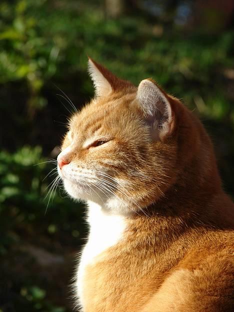 Huskat mismis *RIP* billede 12