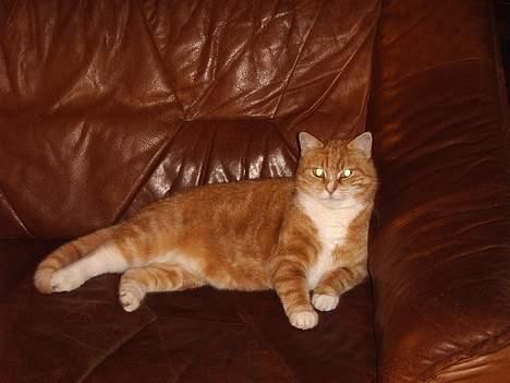 Huskat mismis *RIP* billede 13