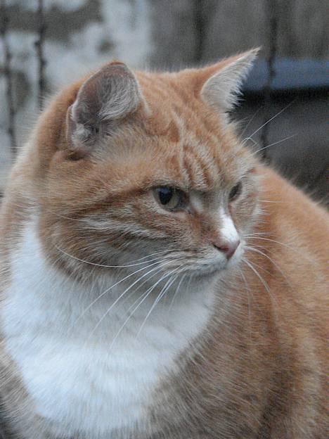 Huskat mismis *RIP* billede 14