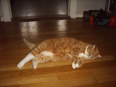 Huskat mismis *RIP* billede 15