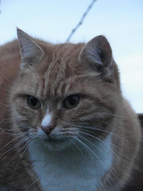 Huskat mismis *RIP* billede 16