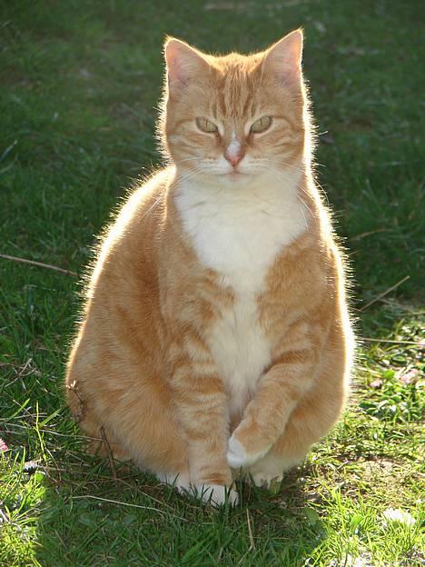 Huskat mismis *RIP* billede 17