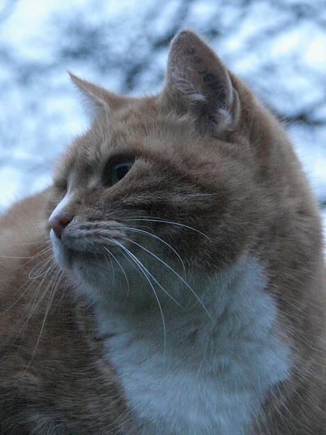 Huskat mismis *RIP* billede 18