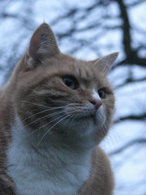 Huskat mismis *RIP* billede 19