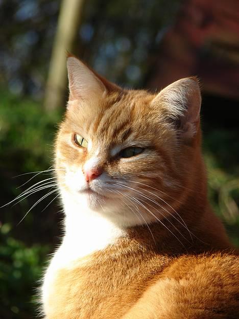 Huskat mismis *RIP* billede 20