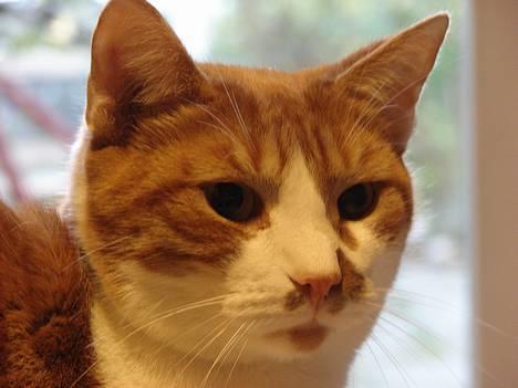 Huskat mikkel - er jeg ikk bar for lækker?? ;P billede 1