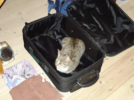 Huskat Katja - Så er jeg klar til at tage afsted :b billede 7