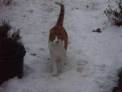 Huskat mikkel billede 2