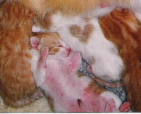 Huskat mikkel billede 3