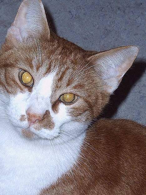 Huskat mikkel billede 5