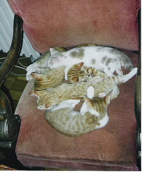 Huskat mikkel billede 6