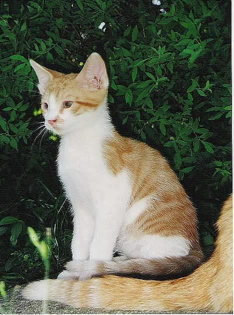 Huskat mikkel billede 7