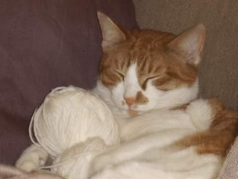 Huskat mikkel billede 8