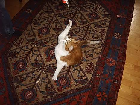 Huskat mikkel billede 10