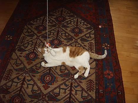 Huskat mikkel billede 11