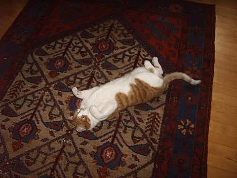 Huskat mikkel billede 12