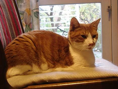 Huskat mikkel billede 13