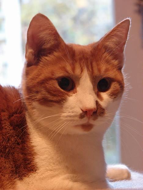 Huskat mikkel billede 14