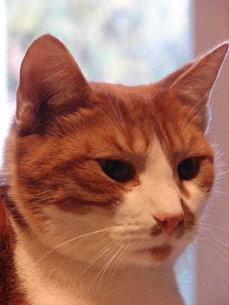 Huskat mikkel billede 15