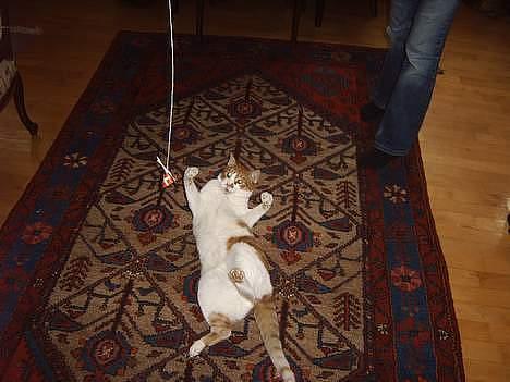 Huskat mikkel billede 16