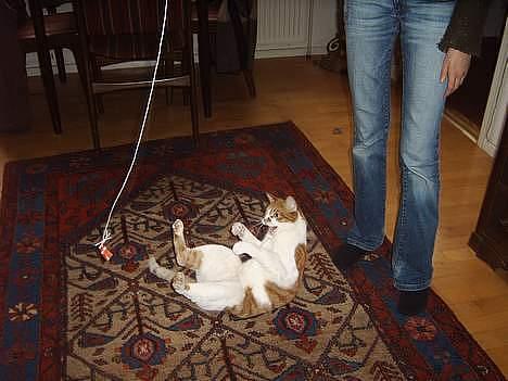 Huskat mikkel billede 17