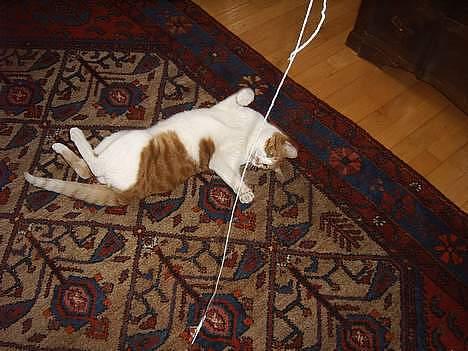 Huskat mikkel billede 18