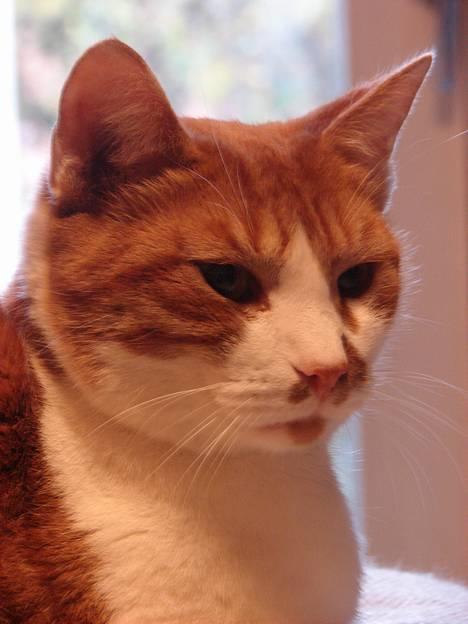 Huskat mikkel billede 19