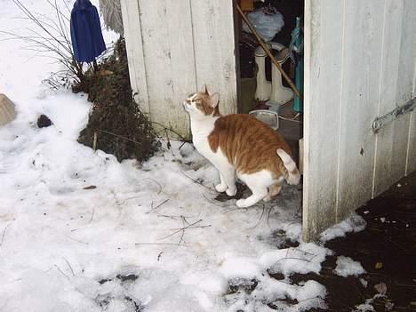 Huskat mikkel billede 20