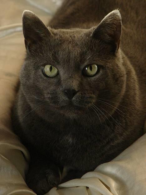 Huskat smukke - smukke ;P billede 1